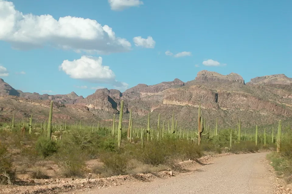 Organ Pipe Cactus National Monument